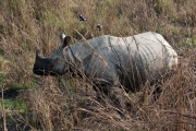 Nepal 2009-02